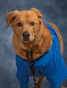 Dozer 